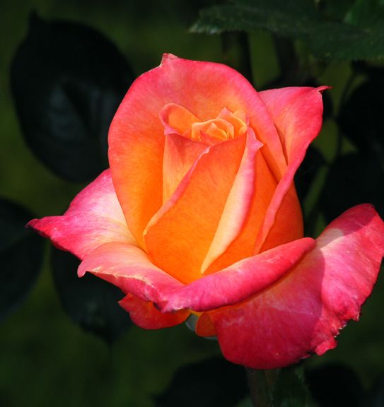 Hondo photo hon2013_06090043_zpsc94b7367.jpg